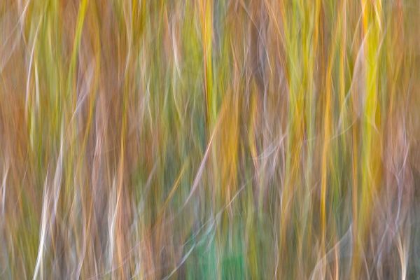 Washington State-Seabeck Abstract of ornamental grasses